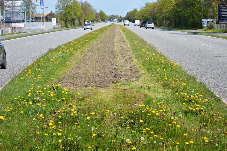 bed. En del af græsset er fræset op, formentlig for at gøre klar til såning af blomster. 