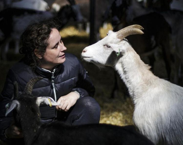 Nysgerrig. Susanne Hovmand-Simonsens geder er lette at lokke til sig, især hvis man har lidt hø i hånden. 