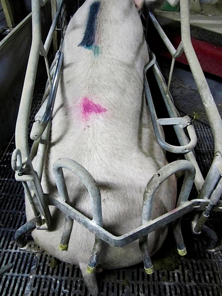 trangt. En ny stikprøve i 5 svinebesætninger viser, at 30 procent af de udvoksede søer i farestalden er større end deres bokse. Soen på billedet er en del af stikprøven. 