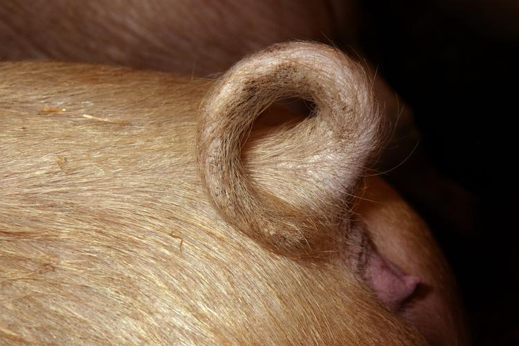 Tyskerne har fundet inspiration til den tyske udgave af @ på en gris. Tyskerne siger nemlig schweineschwanz. 