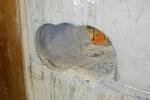 Påskekup. Gerningsmændene kom blandt andet ind i boksen ved sikkerhedsfirmaet Hatton Garden ved at bore sig igennem denne mur. 