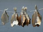 Ulovlig. De vestjyske fiskehandlere og røgerier må ikke længere tørre isingerne i det fri og sælge fisken til kunderne. 