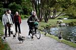 Konflikt. Gæs kan virke drabelige, men er ikke farlige. 