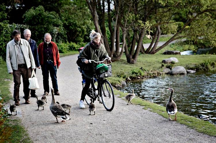 Konflikt. Gæs kan virke drabelige, men er ikke farlige. 