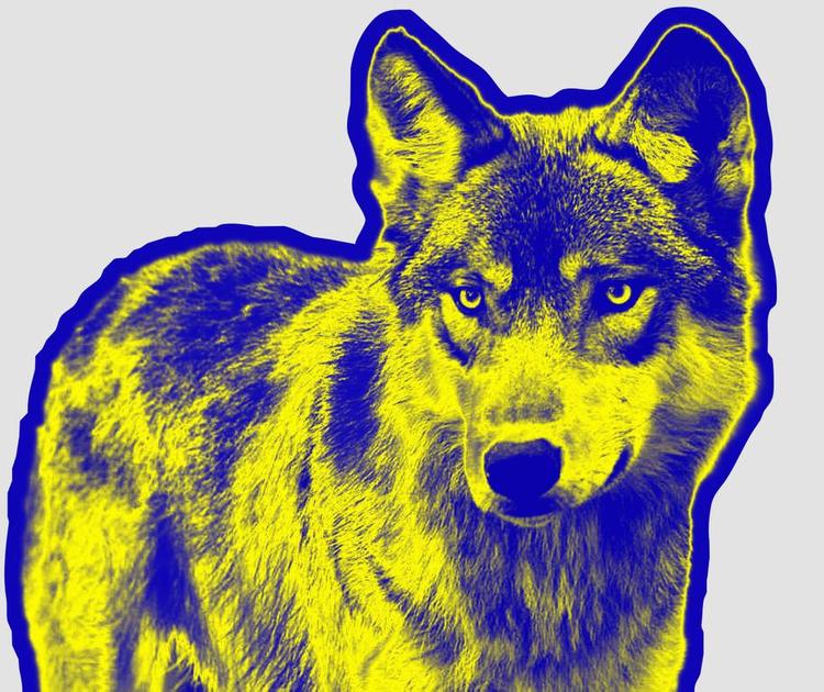 Rovdyr. Ulven er løs i Katrine Marie Guldagers romaner. 