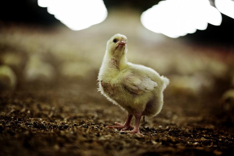 Resistens. Der bruges i dag så store mængder antibiotika i dyrefoder, blandt andet i kyllingefoder, at det udgør en stor sundhedsmæssig risiko - både for dyr og mennesker. 