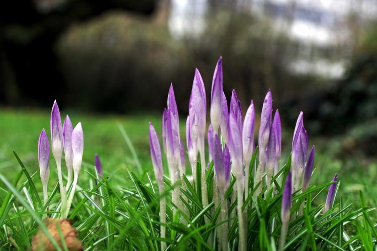 FLOWERPOWER. Hvis du slet ikke kan få nok af forårsblomster, skal du forbi Botanisk Haves Dag på søndag. 