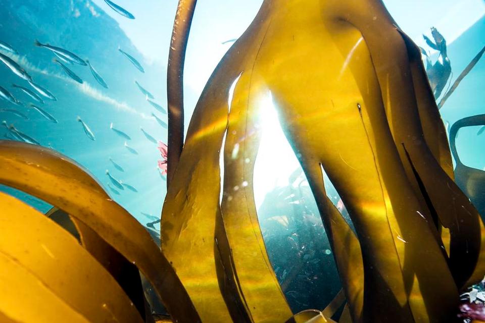 HIMLEN UNDER HAVET. Fingertang kan have de vildeste former. 