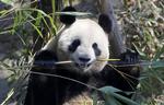 Maveproblemer. Pandaen har længe været truet, men gør ikke sig selv nogle evolutionære tjenester ved at spise bambus, fastslår ny forskning fra Kina. Foto: AP 