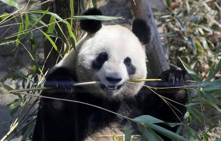Maveproblemer. Pandaen har længe været truet, men gør ikke sig selv nogle evolutionære tjenester ved at spise bambus, fastslår ny forskning fra Kina. Foto: AP 