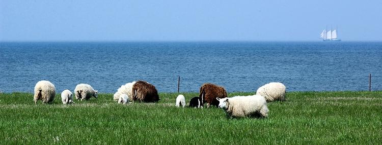 Fejø. En time i sommerhussolen på den lille ø Fejø koster  312 kroner. 