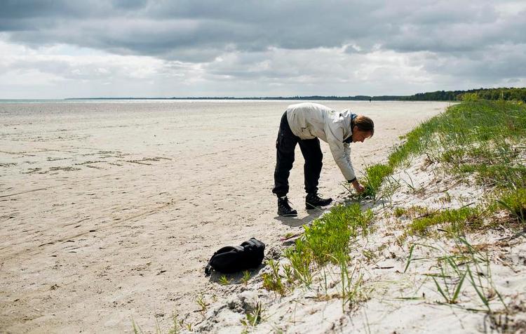HØST. Naturvejleder Marianne Mark plukker strandurter på Søndre Strand i Køge. Endnu flere arter kan man f.eks. finde langs Vestsjællands kyst. 