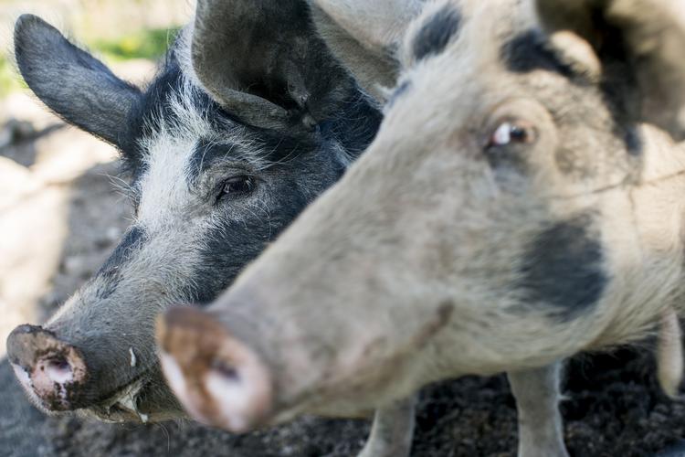 Gris. De sortbrogede økosvin er Johanne Schmidt-Nielsens bud på, hvordan den grønne omstilling ser ud. »Vi skal have en økologiks omstilling - af hensyn til dyrene, klimaet, miljøet og naruren. Og så er der faktisk også arbejdspladser i det«, siger hun. 