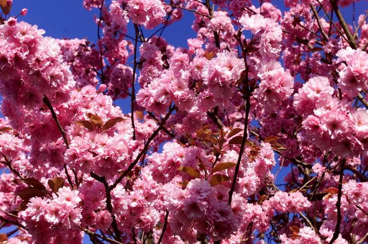 bestøvet. Et blommetræ har parret sig med en japansk kirsebærtræ, med et ret utilfredsstillende resultat. Arkivfoto: Niels Hougaard 