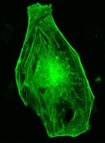 Celle. Kræftcelle af den type, der blev sendt til ISS i 2014. 