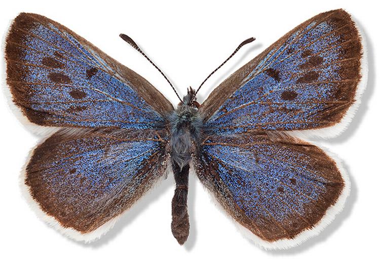 Truet. Intensiveret skov- og landbrug er hård kost for dagsommerfuglene. Sortplettet blåfugl er kritisk truet sammen med flere andre arter. 