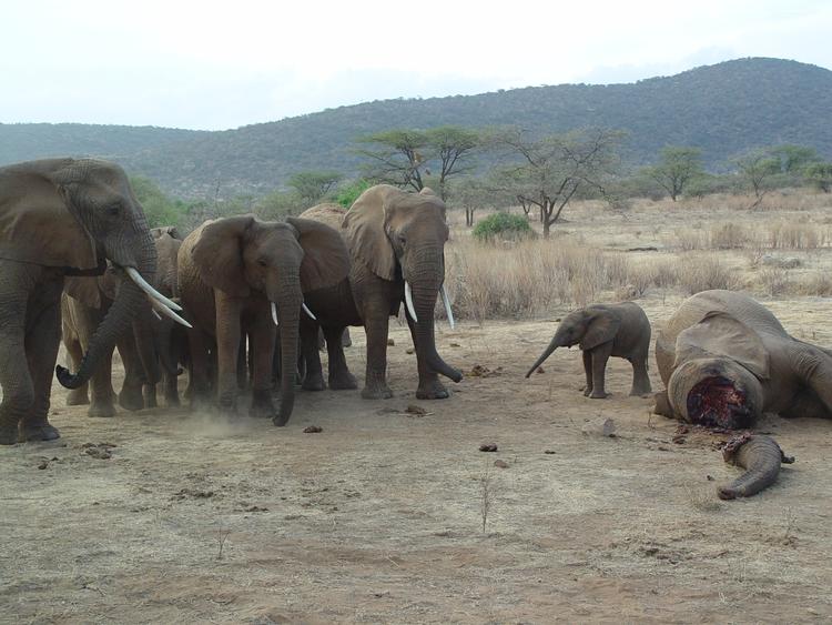 Krybskytteri. Elefanter bliver skudt ned i stort tal af krybskytter. 