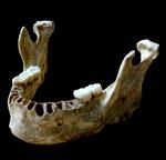 Sladrede. Da denne underkæbe fra Rumænien blev analyseret af et forskerhold, viste det sig, at den indeholdt 6-9 procent neandertaler-dna. 