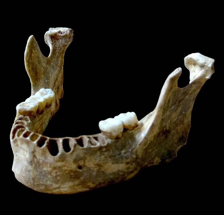 Sladrede. Da denne underkæbe fra Rumænien blev analyseret af et forskerhold, viste det sig, at den indeholdt 6-9 procent neandertaler-dna. 
