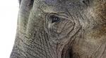 Elefant. En asiatisk elefant i Seattle. 