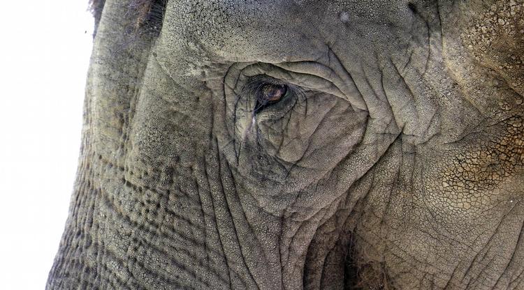 Elefant. En asiatisk elefant i Seattle. 