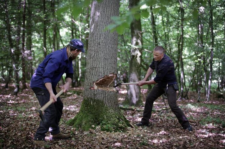 TIMBER. Silas Ravn (med kasket) og Ture Møller skal kun bruge 21 minutter, så falder det 90 år gamle egetræ. 