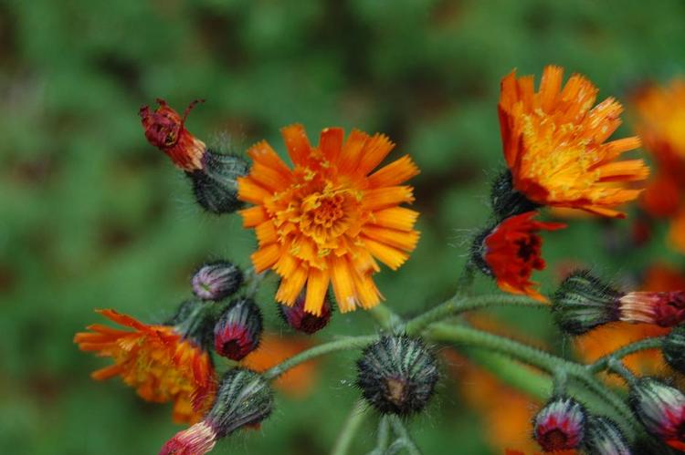 invasiv? Planten er en pomeranshøgeurt, en ’fætter’ til håret høgeurt, der blomstrer gult overalt i naturen lige nu. Privatfoto 