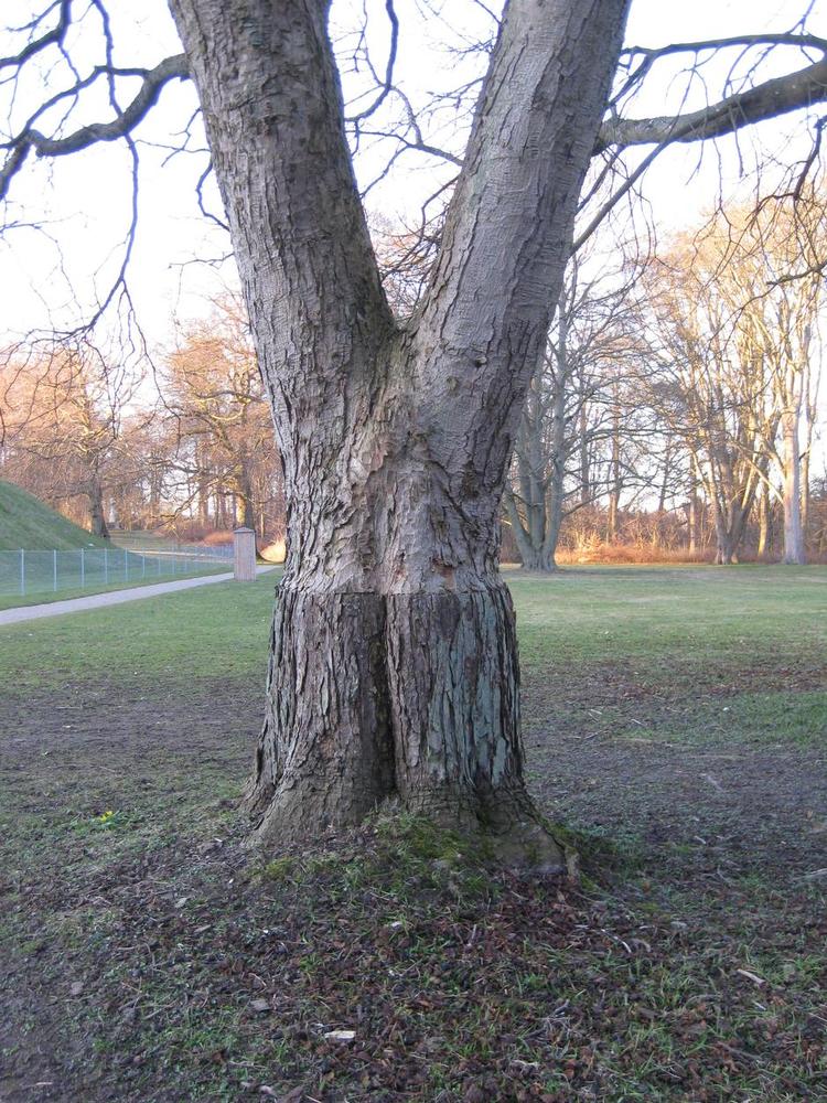Krydsning. Her ses det tydeligt, at en rød hestekastanje er podet på en almindelig kastanje et stykke over jorden. Privatfoto 