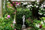 PERGOLA. Stolper af sibirisk lærk bærer de tunge roser gennem vindstød og storme. Den høje lyserøde rose er Constance Spry, en engelsk rose. Statuen forestiller Venus, som ifølge græsk mytologi kom op af havet bærende på en hvid rose, som blev rød, da hun stak sig på den. 