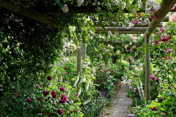 PERGOLA. Den lange pergola er omsluttet af roser og går ned gennem haven og deler den op i flere rum. Det får den smalle have til at virke stor - også fordi man kan nyde synet af roserne både inde og ude fra pergolaen. Den er lavet af sibirisk lærk, og den bærer de tunge roser gennem vindstød og storme. Der er også plantet stauder og sommerblomster blandt roserne. 