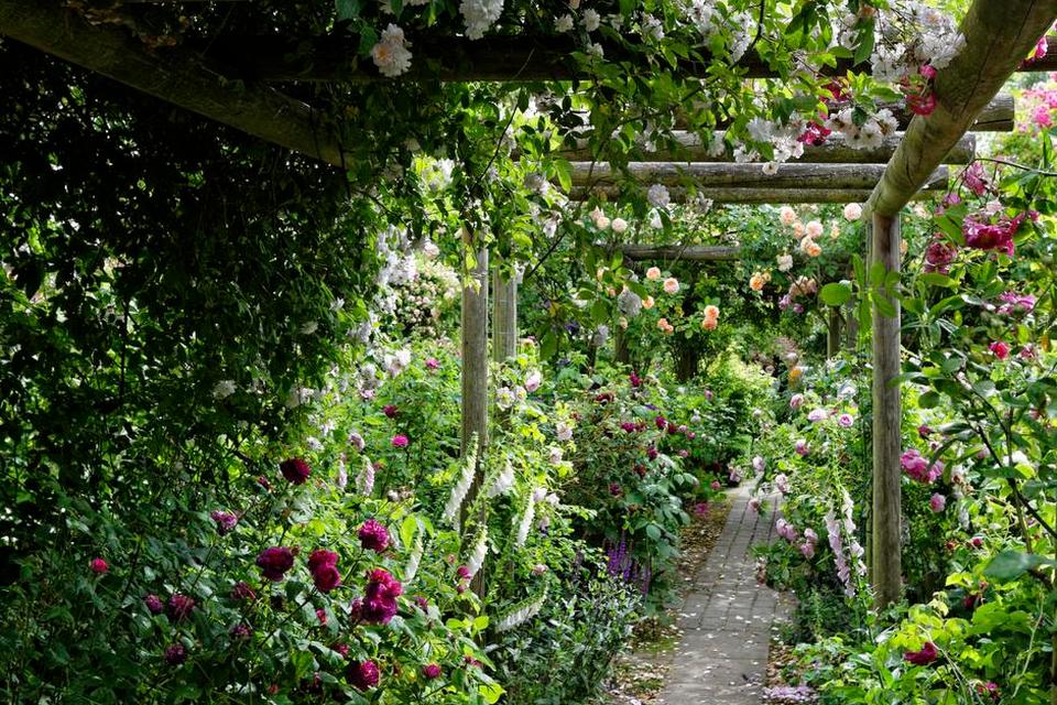 PERGOLA. Den lange pergola er omsluttet af roser og går ned gennem haven og deler den op i flere rum. Det får den smalle have til at virke stor - også fordi man kan nyde synet af roserne både inde og ude fra pergolaen. Den er lavet af sibirisk lærk, og den bærer de tunge roser gennem vindstød og storme. Der er også plantet stauder og sommerblomster blandt roserne. 