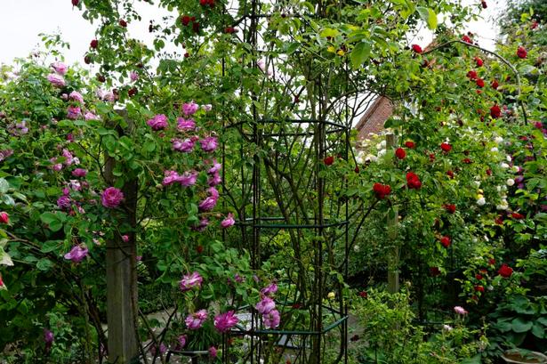 Bur. Kraftige jernstativer holder de dominerende roser, som gerne vil til vejrs – og får lov til det 