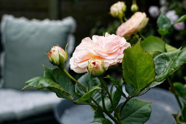 ROMANTIK. Den ferskenfarvede Pastella fra Tantau-rose gror ved havebænken. De historiske roser er mere hårdføre end nutidens moderne hybrider. 