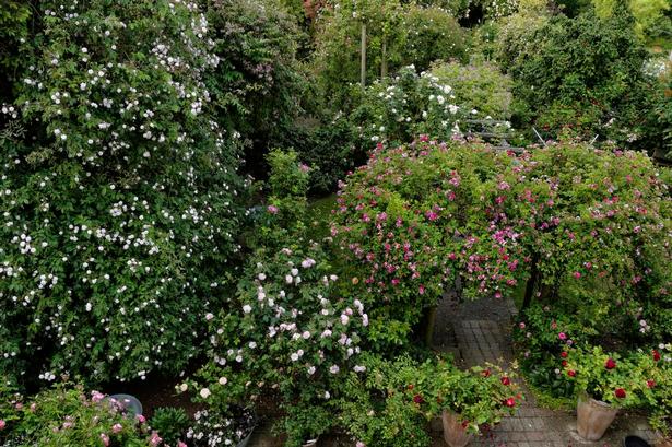 Flor i etager. Fra trappen, der fører fra stueetagen og ned til terrassen, er der udsigt til over haven og dens mange roser - i hvert fald dem, der vokser i højden. 