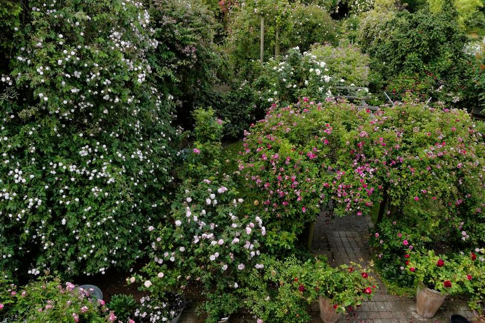 Flor i etager. Fra trappen, der fører fra stueetagen og ned til terrassen, er der udsigt til over haven og dens mange roser - i hvert fald dem, der vokser i højden. 