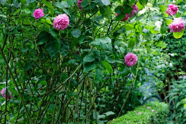 LIGUSTER. Lave hække afgrænser flere områder i haven som langs stien under pergolaen, der holder på de højeste rosenbuske. 