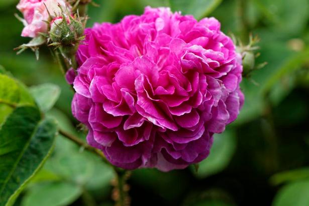 Historisk. Parret køber roser fra Rosarium Sangerhausen ved Berlin. De historiske roser er mere hårdføre end de moderne hybrider. Pink pergolése har en stor tæt blomst. 