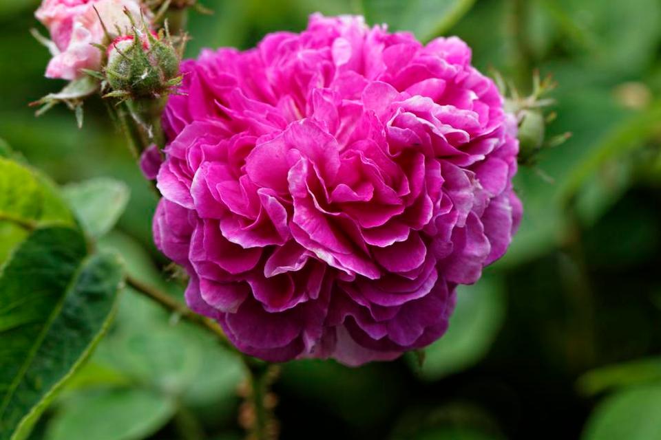 Historisk. Parret køber roser fra Rosarium Sangerhausen ved Berlin. De historiske roser er mere hårdføre end de moderne hybrider. Pink pergolése har en stor tæt blomst. 