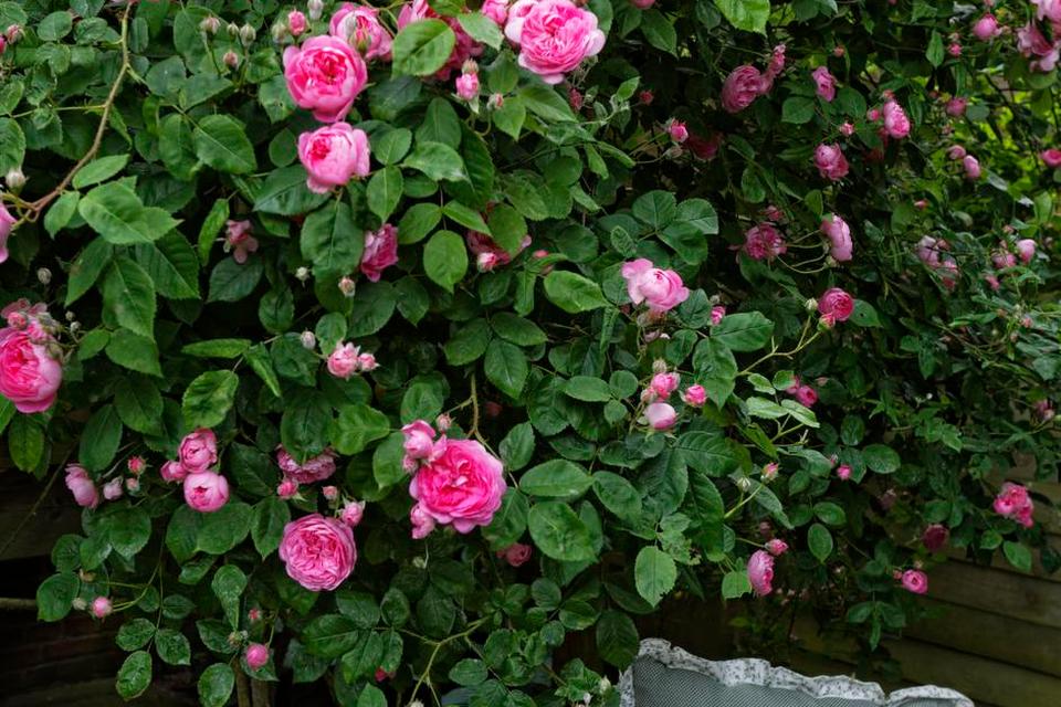 Hyggekrog. I ly af den pink klatrerose rose ellen står en lille bænk med hynde og puder. Her kan man sidde med en bog, en kop kaffe eller et lille glas og få en rolig stund eller ligefrem ligge og få en blund i delvis skygge! 