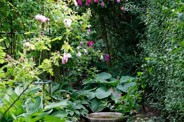 Op ad ligusterhækken ind mod genboen er et dejlig afsondret sted med fuglebad, hosta og en lille flisegang. Her vokser den høje violette mercedesrose og den dybrøde chevy chase-rose, som bare blomstrer mere og mere år for år. 
