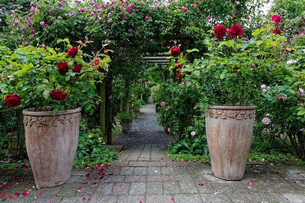 krukkerose. Roser i krukker giver variation til roserne, som vokser i jorden. Krukkerne med den dybrøde engelske rose mundstead wood kræver dagligt vanding, fordi rødderne ikke kan søge vand i jorden. 