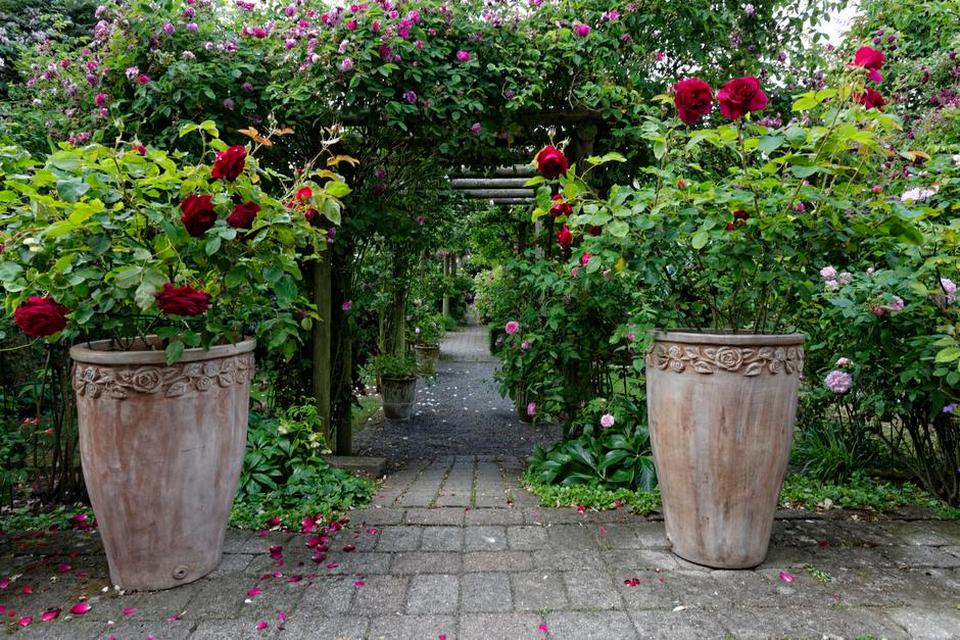 krukkerose. Roser i krukker giver variation til roserne, som vokser i jorden. Krukkerne med den dybrøde engelske rose mundstead wood kræver dagligt vanding, fordi rødderne ikke kan søge vand i jorden. 
