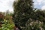 OMKLAMRET. Havens eneste bevarede træ fra før er en gran, der nu er invaderet af en Paul´s Himalayan Musk-klatrerose med lyserøde blomster. 
