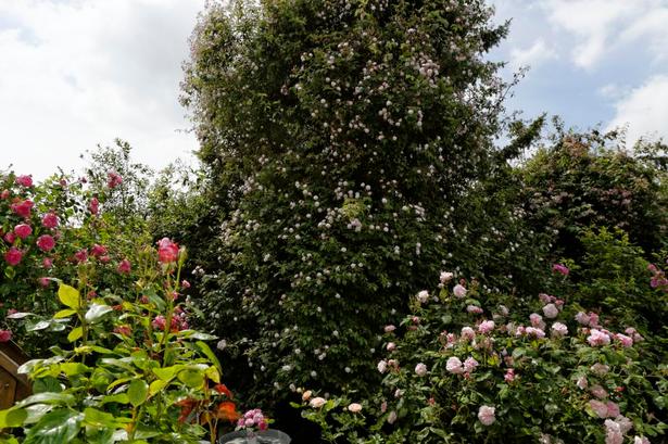 OMKLAMRET. Havens eneste bevarede træ fra før er en gran, der nu er invaderet af en Paul´s Himalayan Musk-klatrerose med lyserøde blomster. 