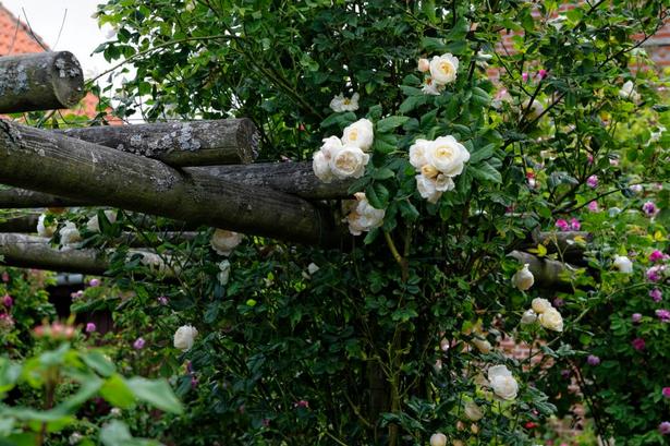 NEUTRAL. Asperin Rose hedder den hvide rose, som tilfører ro til alt det kulørte. 