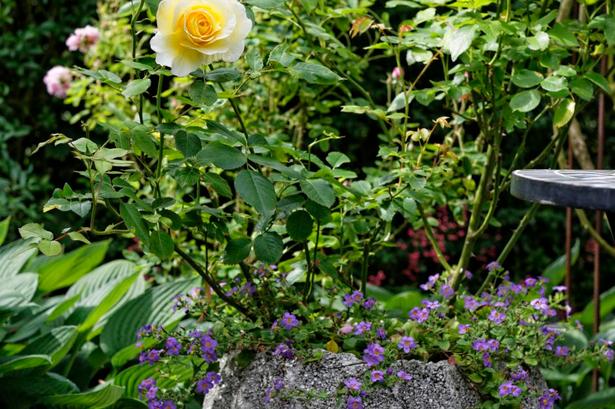 FORVIRRENDE. Gul er en svær farve. For at forhindre den i at skabe uro og disharmoni kan den isoleres til et mindre område, som her i en krukke i selskab med lilla sommerblomst. 
