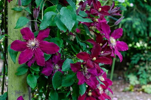 BILLEDSKØN. Klematis vokser op ad den solide pergola i selskab med nogle af Ringsted-havens mange flotte roser. 