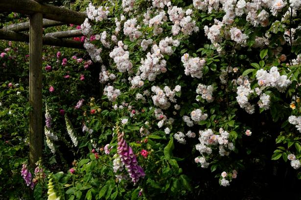 FINGERBØL. Meterhøj lyserød Rosa Multiflora Carnea i selskab med hvide og pink digitalis. 
