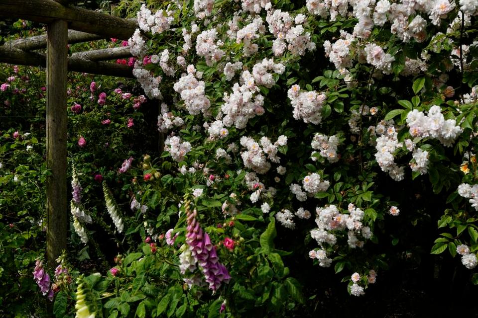 FINGERBØL. Meterhøj lyserød Rosa Multiflora Carnea i selskab med hvide og pink digitalis. 