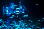 Fascinerende. Filmen 'Det forunderlige Ocean' der varer ca. 55 minutter, er en redigering af i alt 500 timers undervandsoptagelser fra bl.a. Fiji, Bahamas, Californien og Bimini Islands. 